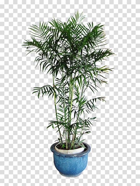 Chamaedorea seifrizii Arecaceae Areca palm Houseplant, plant transparent background PNG clipart