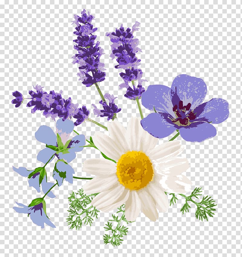 English lavender Floral design Chamomile French lavender Flower, lavender transparent background PNG clipart