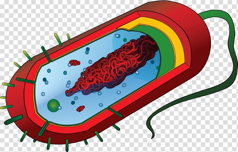Prokaryote Eukaryote Cell Bacteria Diagram, Eukaryotic Cell transparent background PNG clipart
