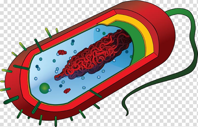 Top more than 130 prokaryotic cell drawing best