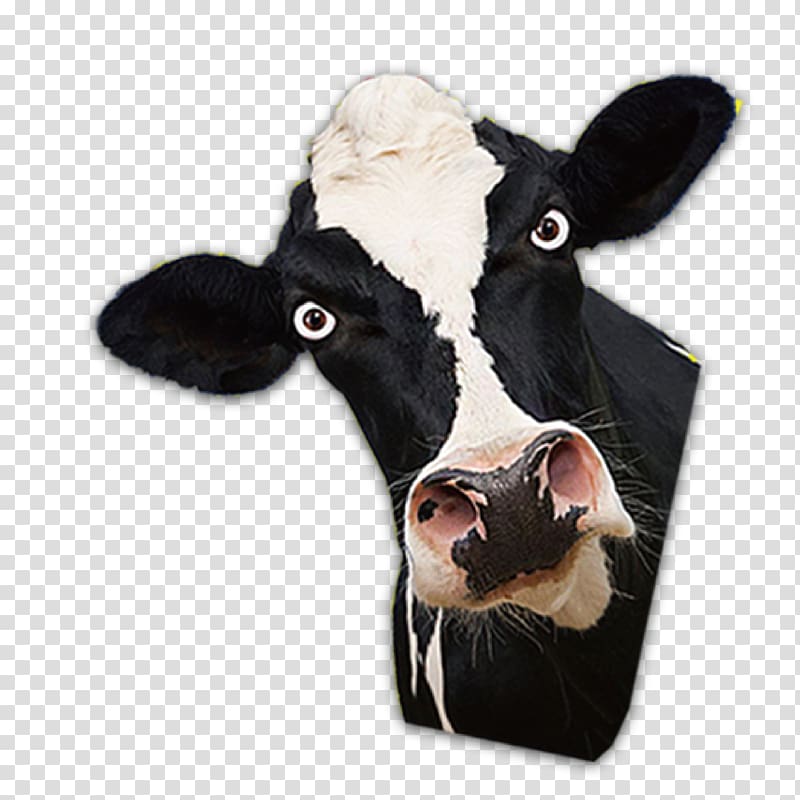 dairy cow, Dairy cattle Bull, Cow Head transparent background PNG clipart