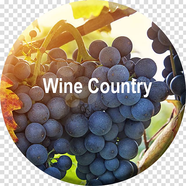 Sonoma Wine Country Skyline Wine Tours and Transportation Common Grape Vine, wine transparent background PNG clipart
