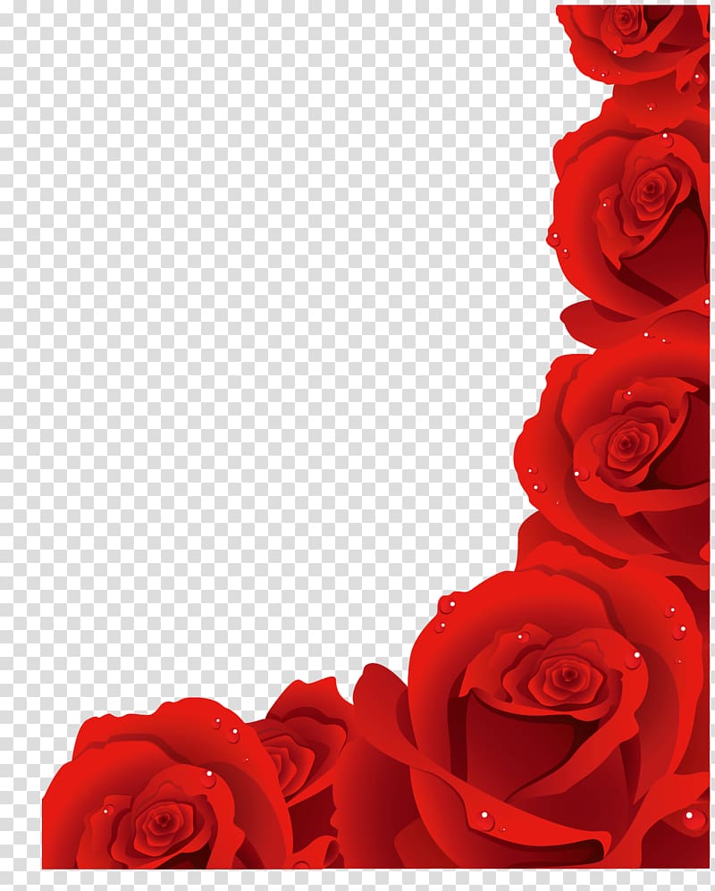Rose Flower , rose transparent background PNG clipart