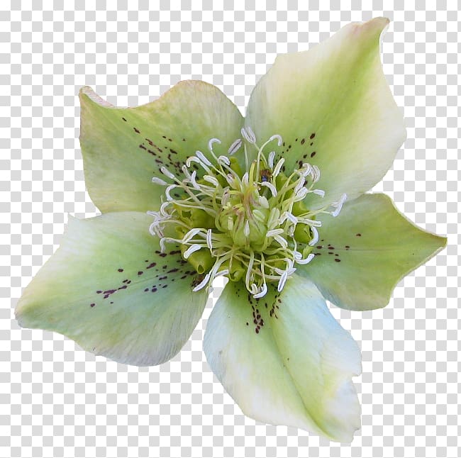 Flower garden Helleborus odorus Plant, flower transparent background PNG clipart