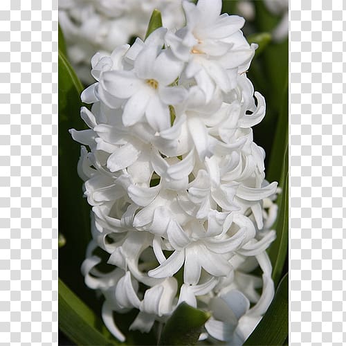 Hyacinth Terra Ceia Farms Bulb Plant Garden, bulb transparent background PNG clipart