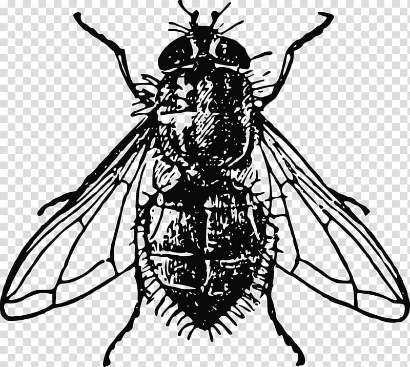 Housefly Insect , flies transparent background PNG clipart
