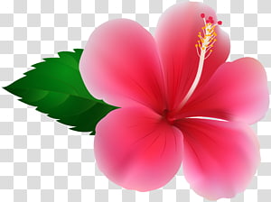 Hibiscus Flower , pink flowers transparent background PNG clipart thumbnail