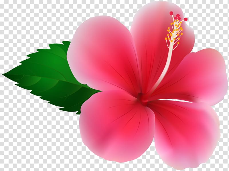 Hibiscus Flower , pink flowers transparent background PNG clipart Hibiscus Flower , pink flowers transparent background PNG clipart
