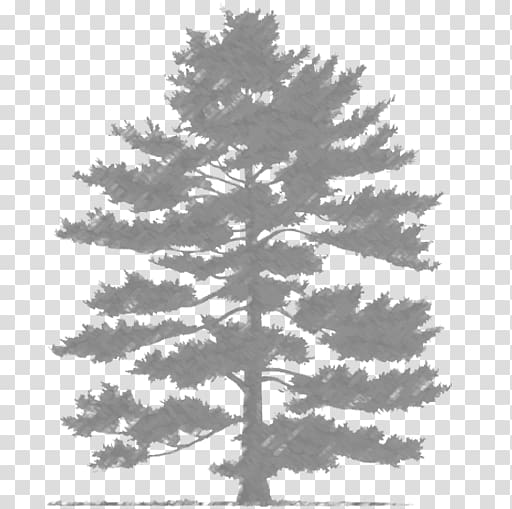 Spruce Fir Scots pine Evergreen Pinus parviflora, tree transparent background PNG clipart