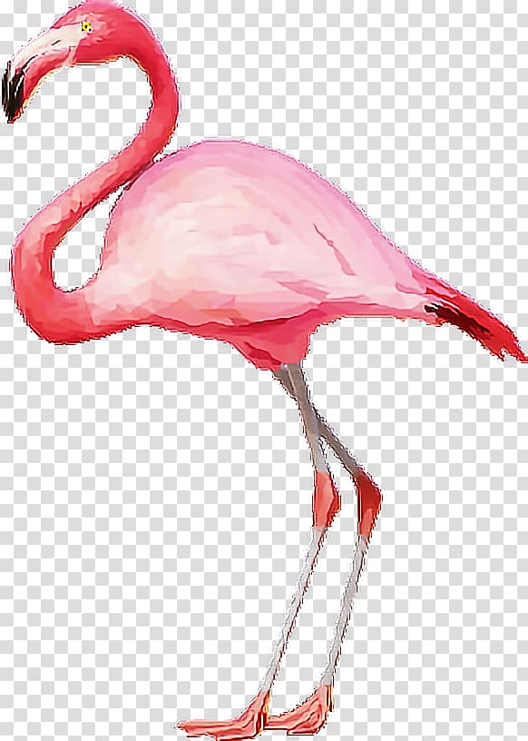 Computer Icons , flamingo transparent background PNG clipart