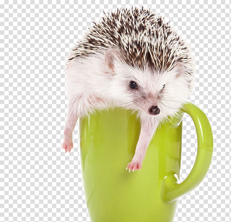 Domesticated hedgehog Four-toed hedgehog Southern African hedgehog Amur hedgehog, Playing in the green cup gray and white hedgehog transparent background PNG clipart