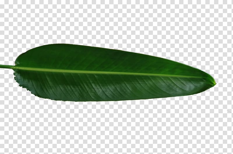 Banana leaf, satisfy shoots creative green poster transparent background PNG clipart
