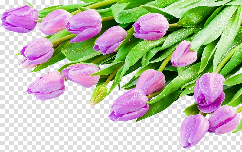 Indira Gandhi Memorial Tulip Garden Desktop , purple tulips transparent background PNG clipart