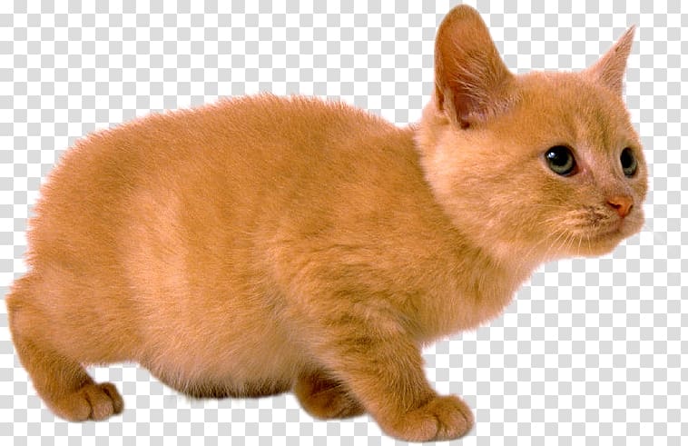 Kitten European shorthair Manx cat American Wirehair Burmese cat, kitten transparent background PNG clipart