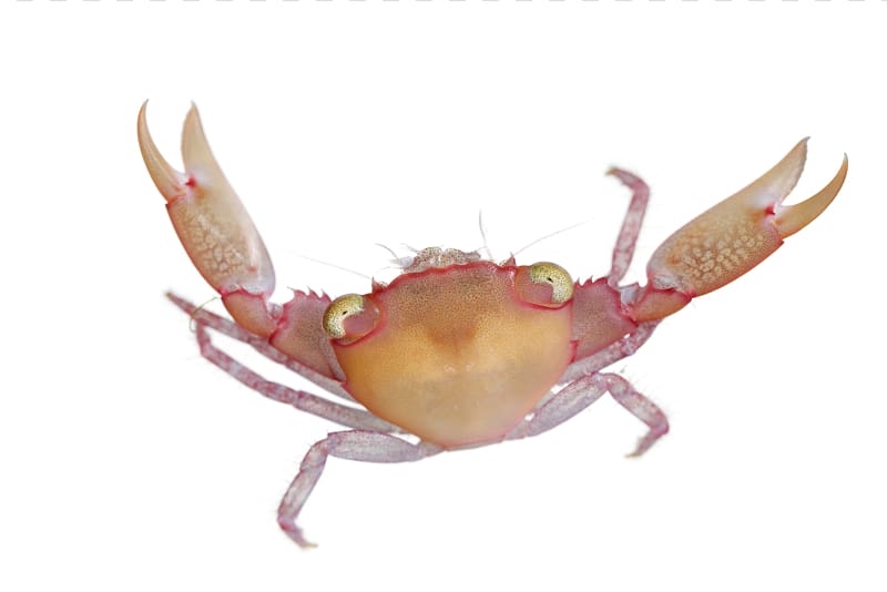 Crab Crustacean Corallivore Trapezia, crab transparent background PNG clipart