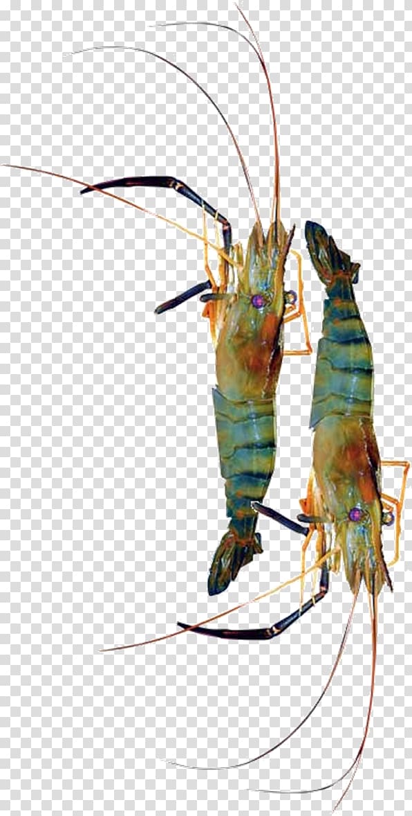 Decapods Insect Giant freshwater prawn Pest, insect transparent background PNG clipart
