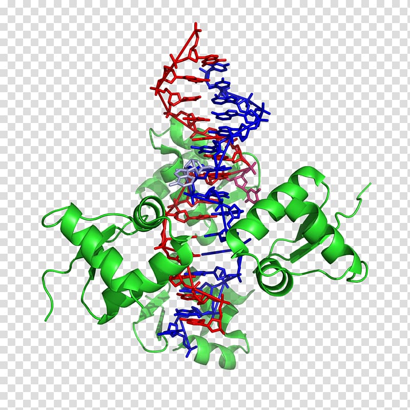 Z-DNA Nucleic acid double helix ADAR A-DNA, DNA transparent background PNG clipart