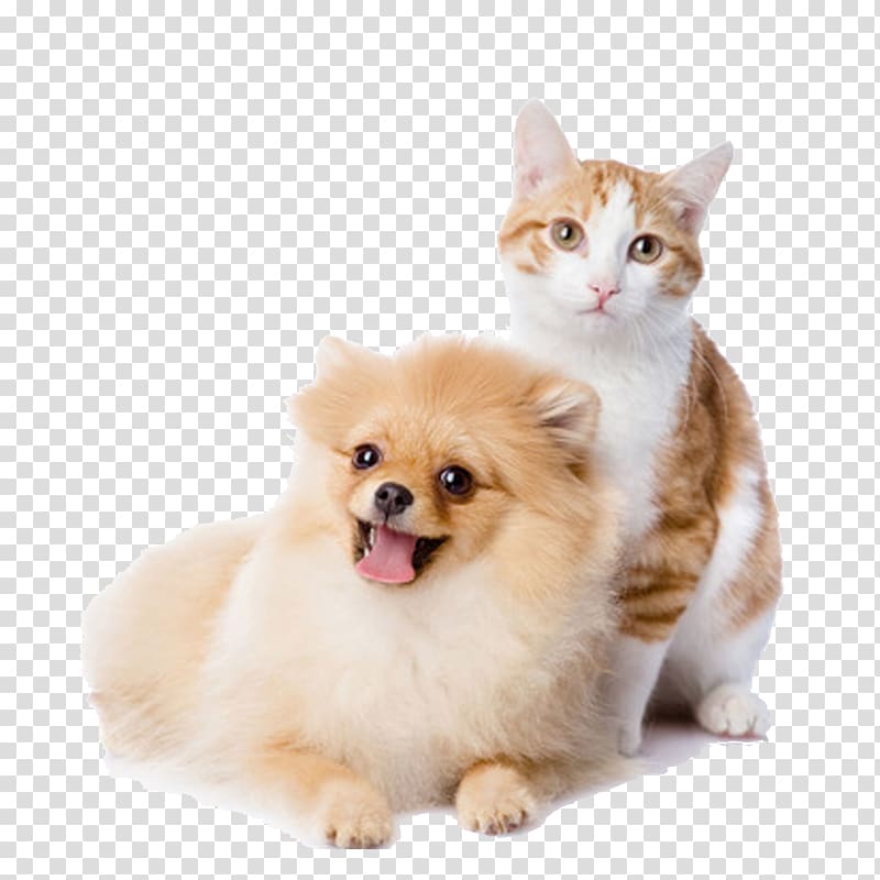 orange tabby cat and Pomeranian puppy , Cat play and toys Dog Kitten Pet, Dogs and Cats transparent background PNG clipart