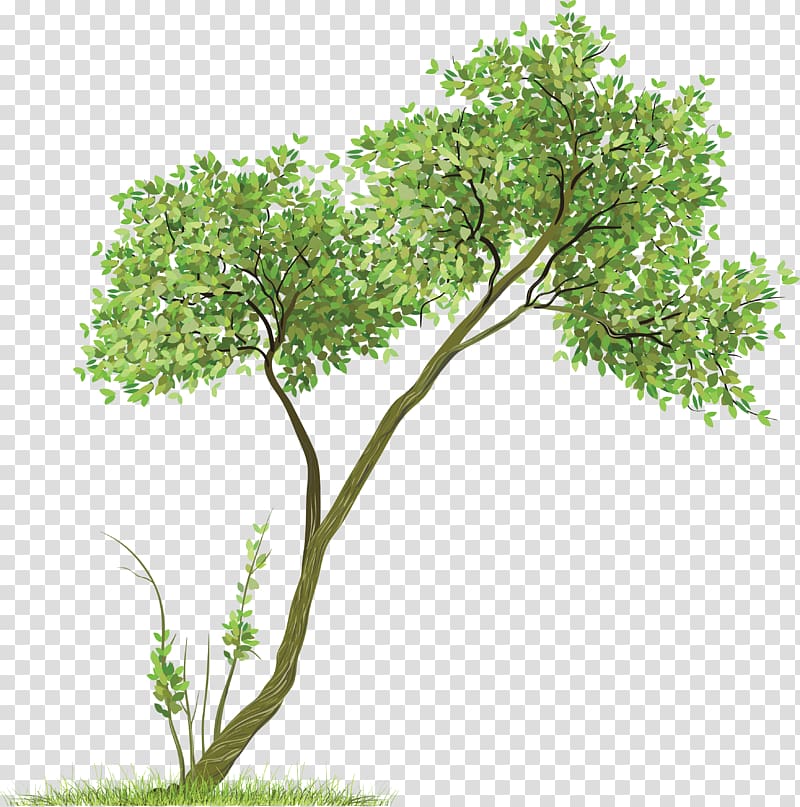 green leafed tree illustration, Maura Pfefferman Tree Rendering, Tree transparent background PNG clipart