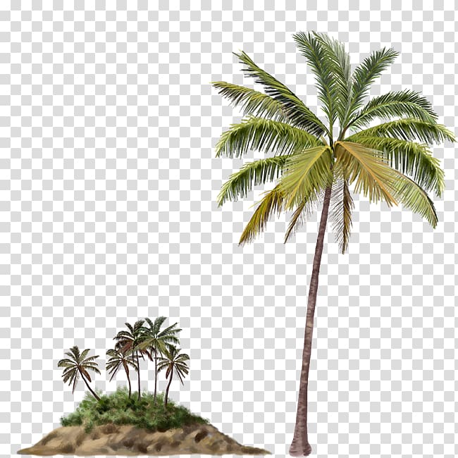 Arecaceae Palm Islands Tree Beach, tree transparent background PNG clipart