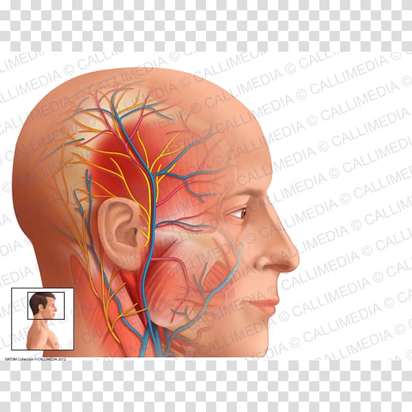 Auriculotemporal nerve Superficial temporal artery Anatomy Superficial temporal vein, auriculotemporal nerve transparent background PNG clipart