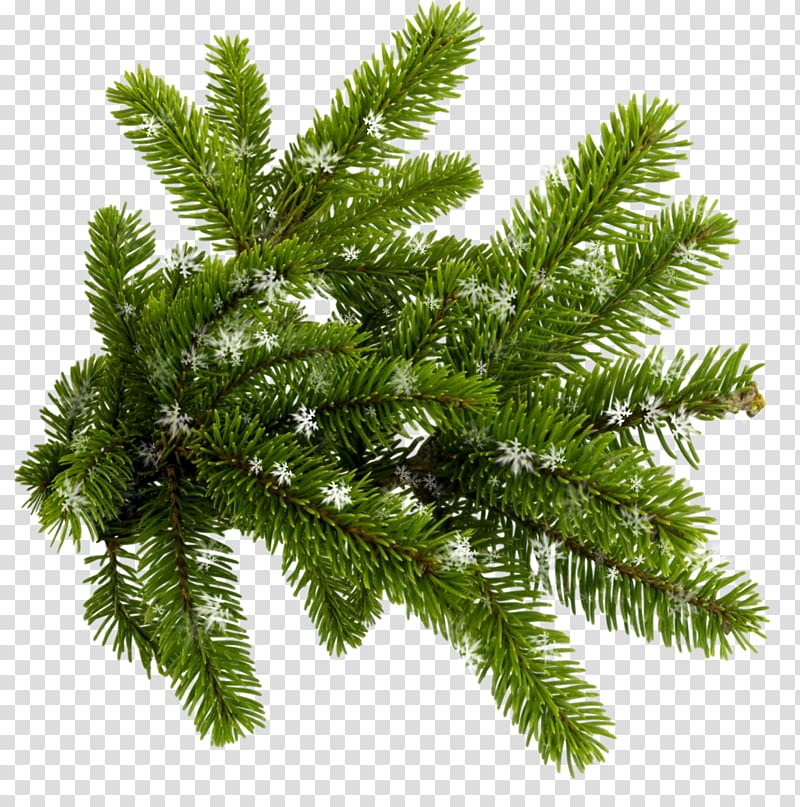 Blue spruce Conifers New Year tree , twigs transparent background PNG clipart