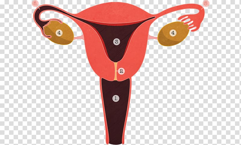Menopause Female reproductive system Endometriosis Gynaecology, others transparent background PNG clipart