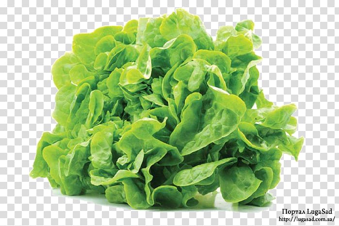 Salad Leaf vegetable Endive Spinach, salad transparent background PNG clipart