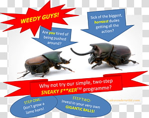 Advertising Insect Brand, insect transparent background PNG clipart thumbnail