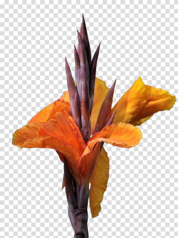 Canna indica Flower, Cannabis transparent background PNG clipart