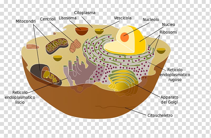 Organelle Cell membrane Cytoplasm Eukaryote, libri transparent background PNG clipart