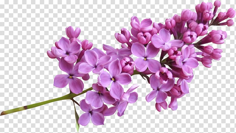 Lilac , Lilac transparent background PNG clipart