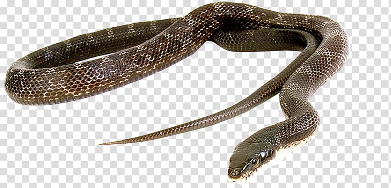 Snake Green anaconda Reptile Vipers Cobra, snake transparent background PNG clipart