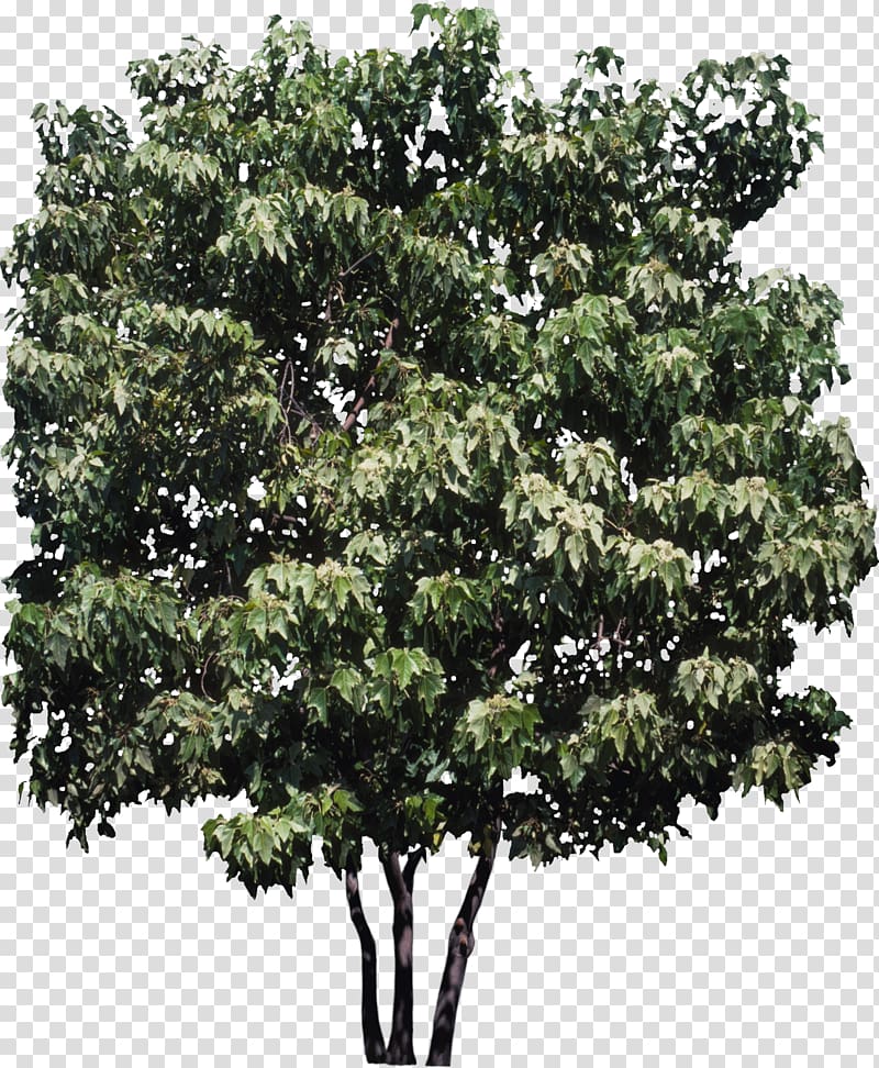 Candlenut State tree Plant Hawaii, Bush transparent background PNG clipart