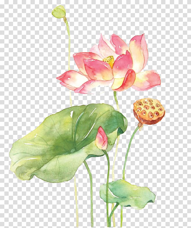 Xiahuayuan District Nelumbo nucifera Watercolor painting Drawing, Hand-painted lotus transparent background PNG clipart