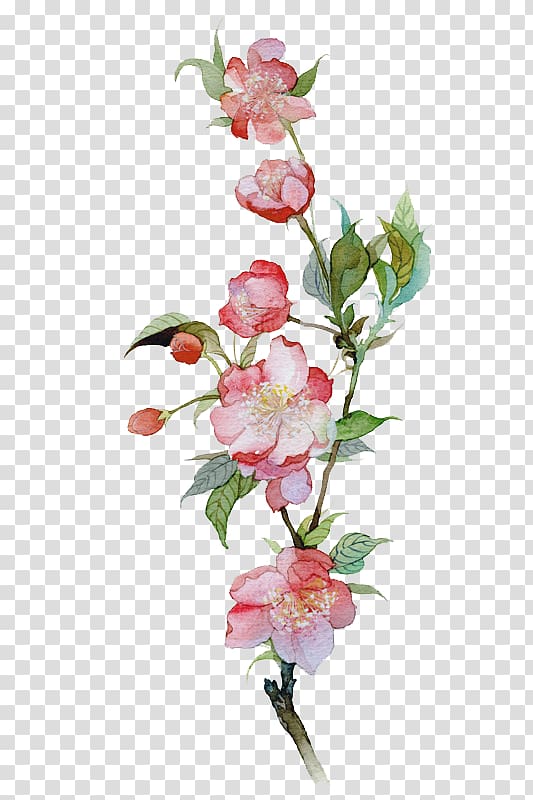 Malus spectabilis Watercolor painting Illustration, Flower transparent background PNG clipart