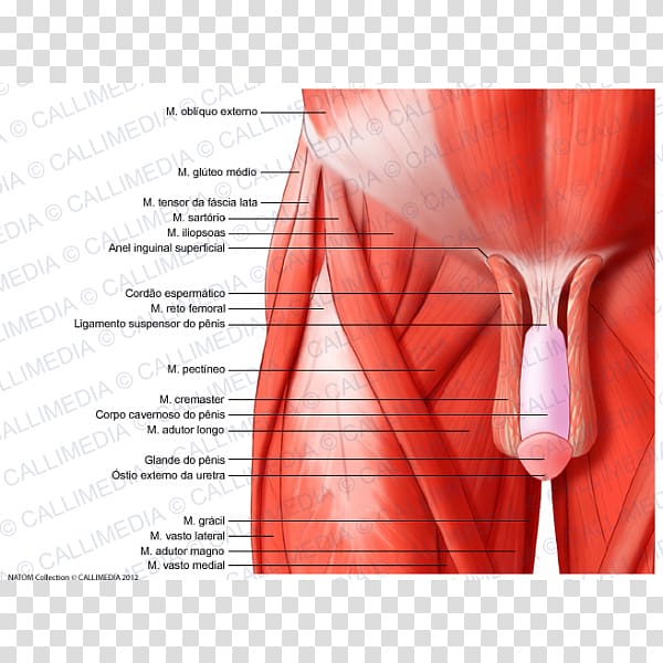 Pelvis Muscles of the hip Muscles of the hip Anatomy and Injuries of the Hip, korean transparent background PNG clipart