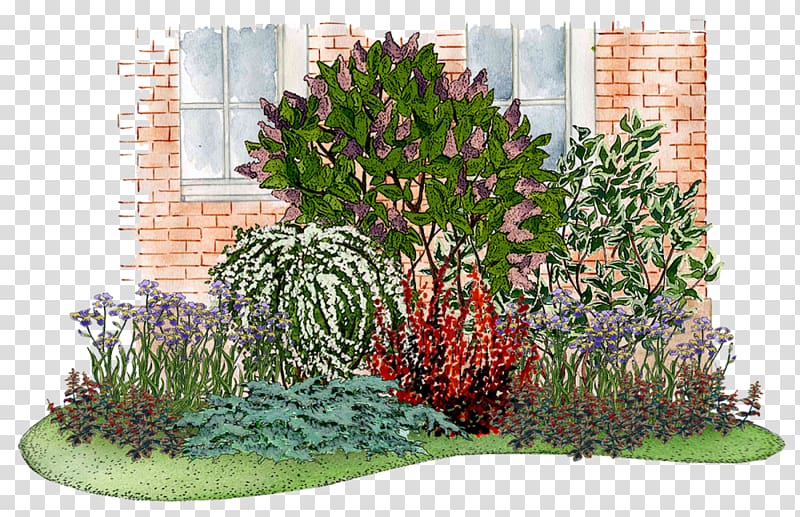 Common lilac Flower garden Shrub Tree, tree transparent background PNG clipart