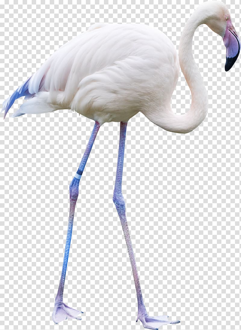 Bird, white crane transparent background PNG clipart