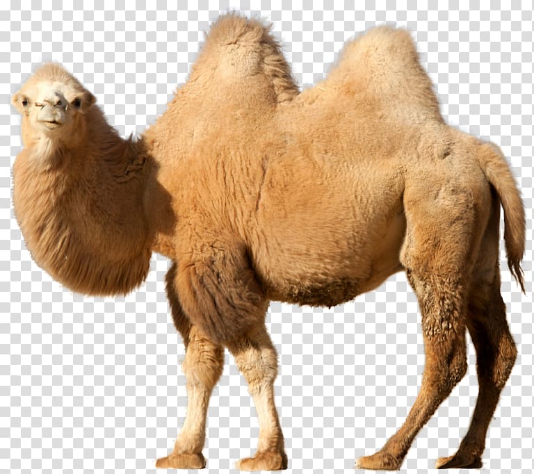 Bactrian camel Dromedary Desktop , others transparent background PNG clipart