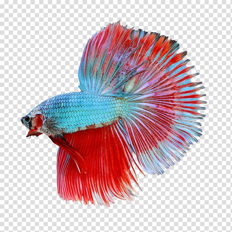 red and teal Siamese fighting fish, Siamese fighting fish Veiltail, Betta transparent background PNG clipart