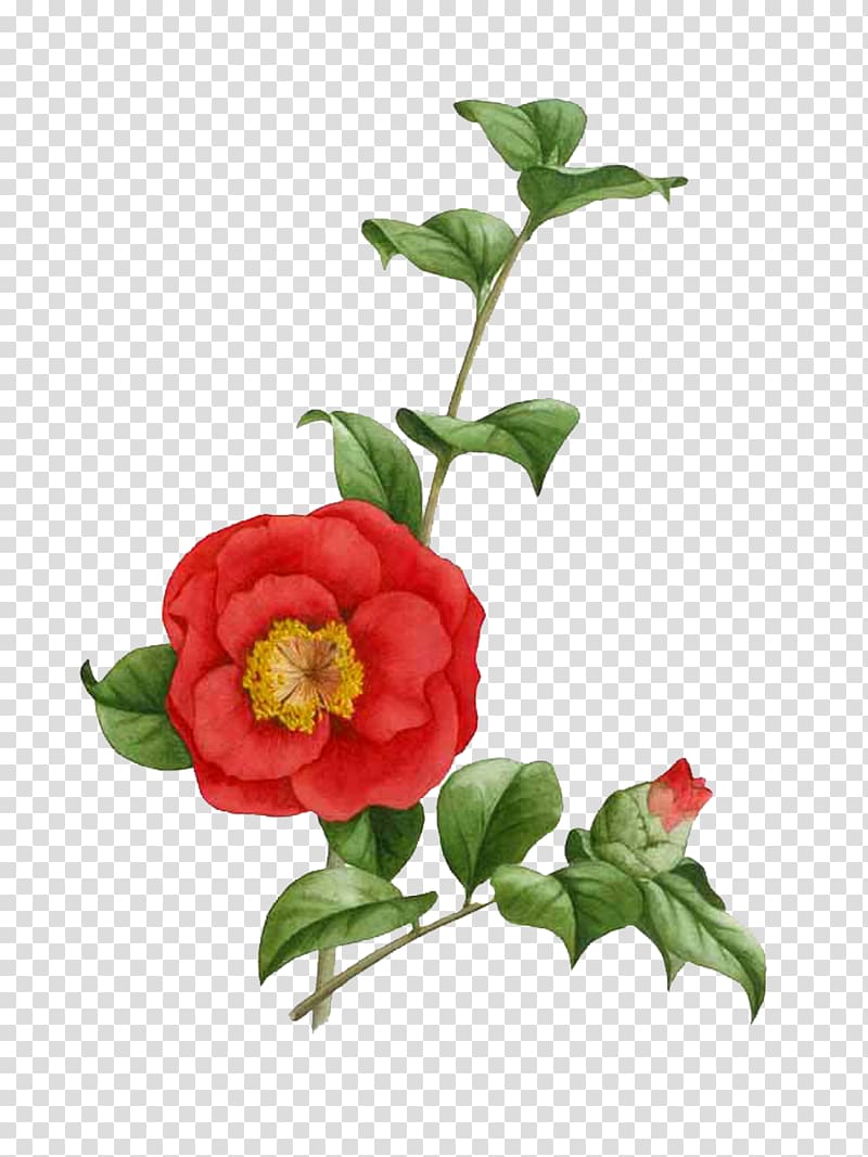 Japanese camellia Tea seed oil The Best Camellias Painting Flower, painting transparent background PNG clipart