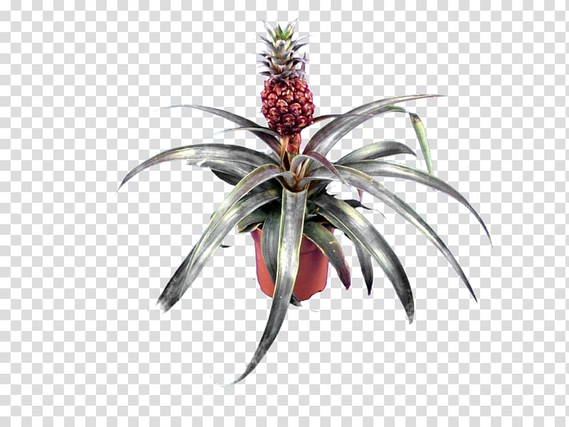 Bromeliads Embryophyta Pineapple Succulent plant Variegation, pineapple transparent background PNG clipart