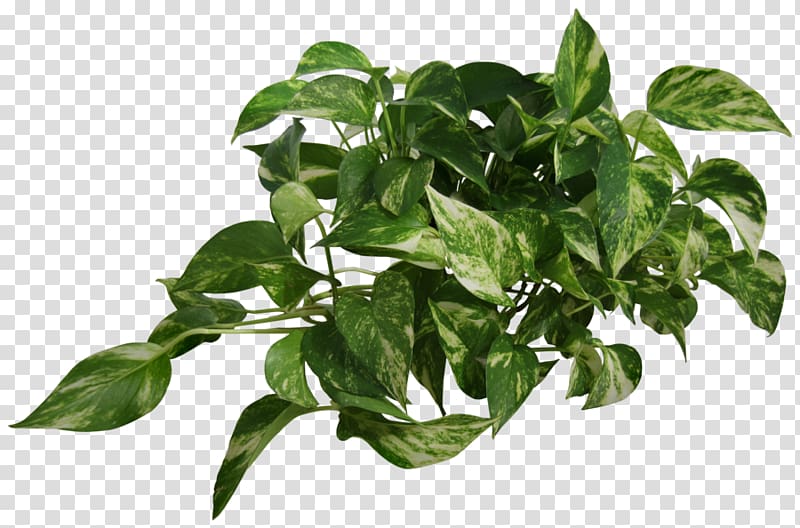 Devil\'s ivy Houseplant Vine, plants transparent background PNG clipart