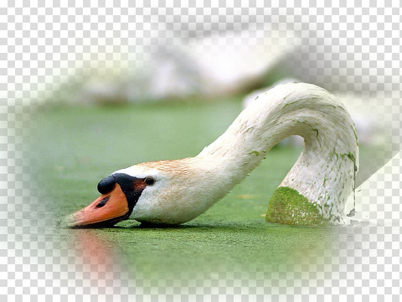 Mute swan Bird Whooper swan Bewick\'s Swan Cygnini, Bird transparent background PNG clipart