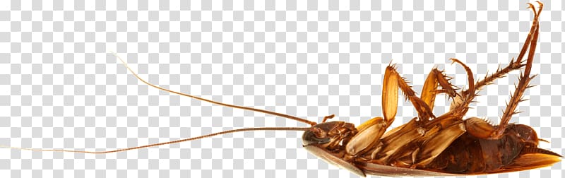 brown American cockroach, Cockroach On Back transparent background PNG clipart