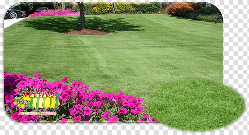 Zoysia tenuifolia Backyard Lawn Walkway Groundcover, grama transparent background PNG clipart