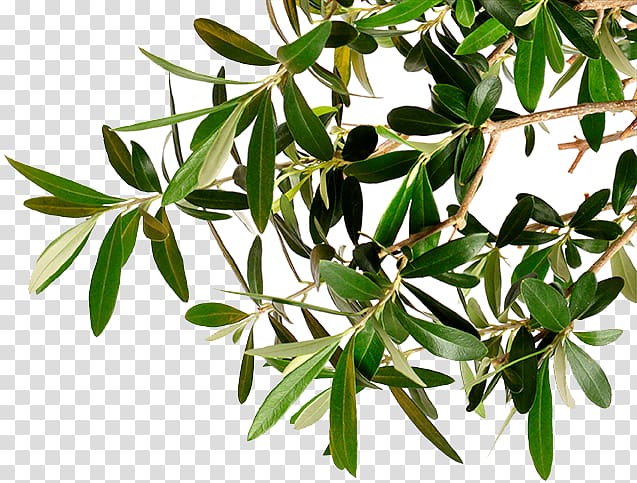 green leafed plant, Branch Kalamata olive Tree Olive oil, olive branches transparent background PNG clipart