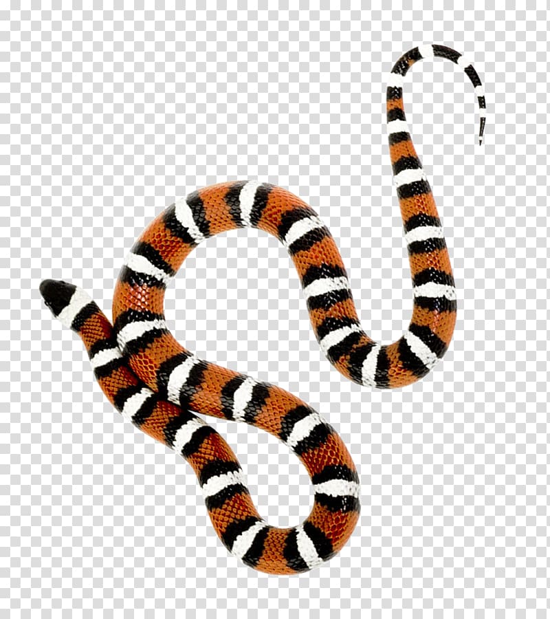 brown, black, and white snake, Milk snake, Snake transparent background PNG clipart