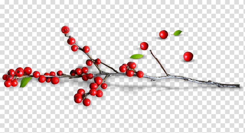 Creative pull small red holly Free transparent background PNG clipart